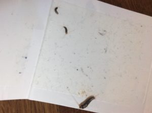Silberfische bekämpfen