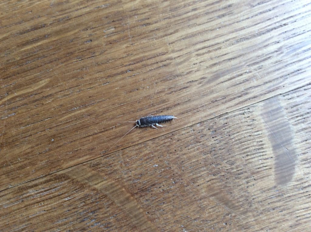 Silberfische bekämpfen - Was tun gegen Silberfische? Silberfische bekämpfen - Was tun gegen Silberfische?