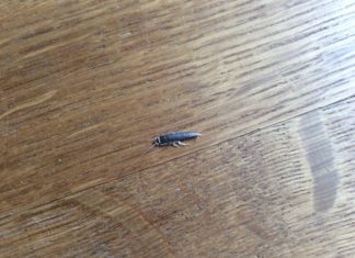 Was tun gegen Silberfische