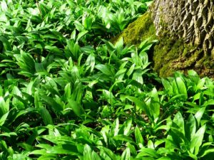 Bärlauch im Wald